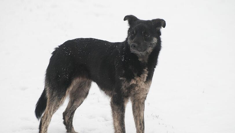 Das Fahndungsfoto: Die Hündin schaut ein bisschen aus wie ein kleiner Wolf. Das Fahndungsfoto: Die Hündin schaut ein bisschen aus wie ein kleiner Wolf.