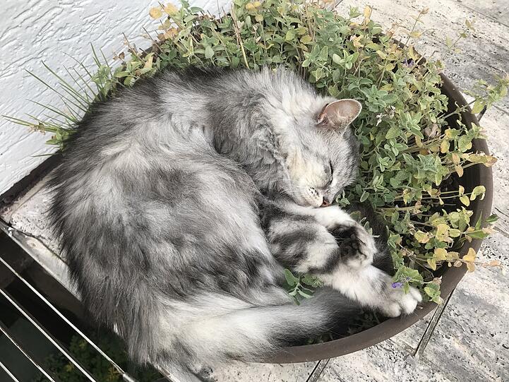 Emmie