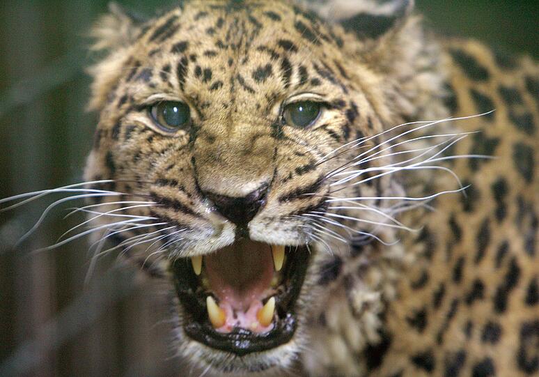 Leopard (Symbol-Foto)