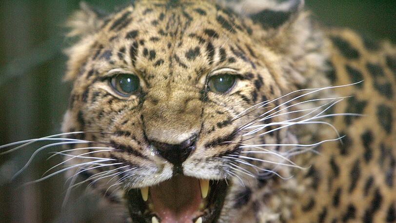 Leopard (Symbol-Foto) Leopard (Symbol-Foto)