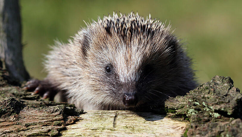 Igel suchen besonders gerne in Holzstapeln Schutz und
Unterschlupf. Wenn sie sich ausgerechnet in einem Holzsto&szlig; nieder-
lassen, der f&uuml;rs Osterfeuer
vorbereitet wird, bedeutet das oft ihr
Todesurteil.
