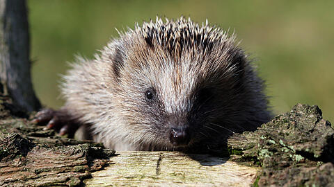 Igel suchen besonders gerne in Holzstapeln Schutz und
Unterschlupf. Wenn sie sich ausgerechnet in einem Holzsto&szlig; nieder-
lassen, der f&uuml;rs Osterfeuer
vorbereitet wird, bedeutet das oft ihr
Todesurteil.