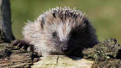 Igel suchen besonders gerne in Holzstapeln Schutz und
Unterschlupf. Wenn sie sich ausgerechnet in einem Holzsto&szlig; nieder-
lassen, der f&uuml;rs Osterfeuer
vorbereitet wird, bedeutet das oft ihr
Todesurteil.