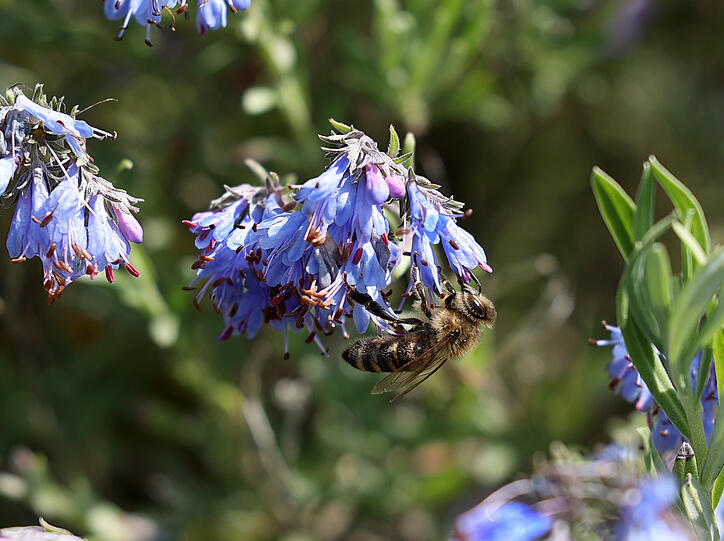 Eine Biene bei der Arbeit: Der Botanische Garten ist auch in tierischer Hinsicht ein Ort der Vielfalt.