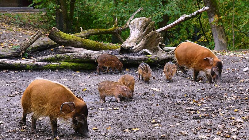 Der erste Ausflug der Pinselohrschwein-Familie nach draußen. Ganz schön aufregend für die kleinen Ferkel.