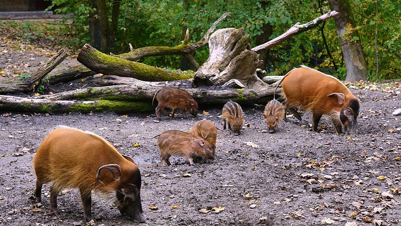 Der erste Ausflug der Pinselohrschwein-Familie nach draußen. Ganz schön aufregend für die kleinen Ferkel. Der erste Ausflug der Pinselohrschwein-Familie nach draußen. Ganz schön aufregend für die kleinen Ferkel.