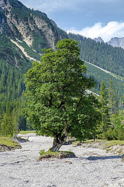 Ein schöner Baum mitten in einem trockenen Flussbett. Ein schöner Baum mitten in einem trockenen Flussbett.