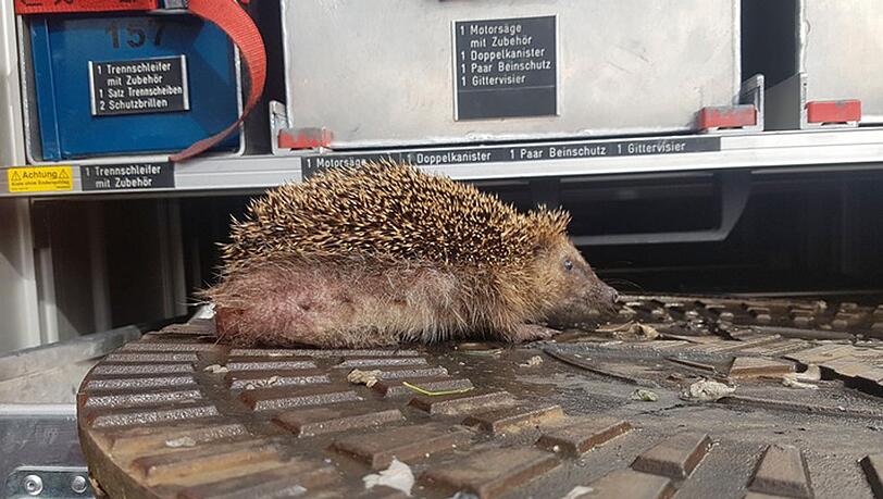 Ein Igel steckt in einem Schachtdeckel fest. Er musste von der Feuerwehr befreit werden.