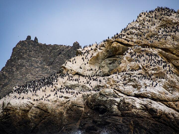 Zwar wohnen keine Menschen auf den Farallon Islands, aber dafür unzählige Tiere. Denn die Inseln bieten mit Nistmöglichkeiten einen geschützten Lebensraum für viele See- und Watvögel. Zudem hat sich eine große Population an Seelöwen auf den Inseln angesiedelt - die wiederum andere Tiere anlocken: weiße Haie. Zwar wohnen keine Menschen auf den Farallon Islands, aber dafür unzählige Tiere. Denn die Inseln bieten mit Nistmöglichkeiten einen geschützten Lebensraum für viele See- und Watvögel. Zudem hat sich eine große Population an Seelöwen auf den Inseln angesiedelt - die wiederum andere Tiere anlocken: weiße Haie.