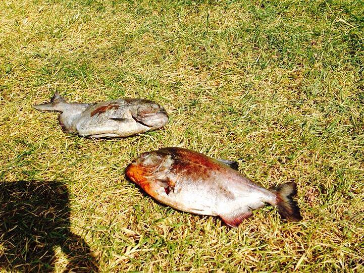 Die Fische werden jetzt untersucht. Wer sie ausgesetzt hat, ist noch unklar. Ihm oder ihr droht eine Strafe.