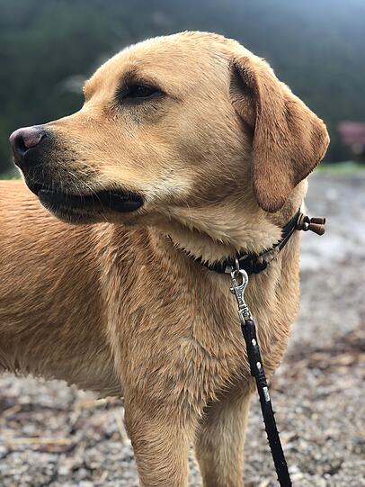 Diego