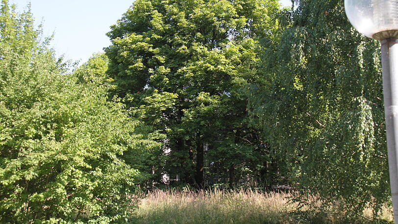 Im Juli 2022 hat die MVG darüber informiert, dass mindestens 145 Bäume entfernt werden müssen, die Fällungen sind vom Referat für Gartenbau und der Unteren Naturschutzbehörde genehmigt. Etwa 150 Bäume im Umfeld der Baustelle blieben demnach erhalten. Im Juli 2022 hat die MVG darüber informiert, dass mindestens 145 Bäume entfernt werden müssen, die Fällungen sind vom Referat für Gartenbau und der Unteren Naturschutzbehörde genehmigt. Etwa 150 Bäume im Umfeld der Baustelle blieben demnach erhalten.