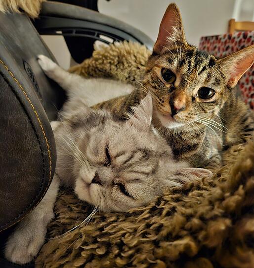 Katzen Saga (Europäisch Kurzhaar) und Snorri (BKH-Perser-Mix)