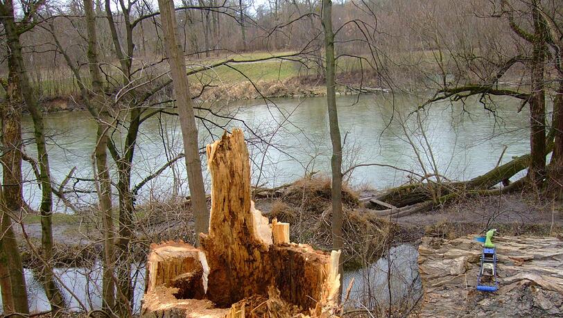 Diese bruchgefährdete Pappel an der Isar wurde gefällt. Diese bruchgefährdete Pappel an der Isar wurde gefällt.