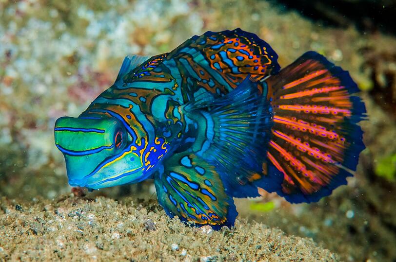 Unter der Wasseroberfl&auml;che gibt es den etwa acht Zentimeter kleinen Mandarinfisch zu entdecken. Er ist allerdings noch nicht in unsere Breiten vorgedrungen (au&szlig;er als Aquariums-Fisch), sondern h&auml;lt sich gerne an west-pazifischen Riffen oder im Indischen Ozean auf. Was so bunt schillert, ist eine Schleimschicht, die m&ouml;gliche Fressfeinde von weiteren Ber&uuml;hrungen abhalten soll.