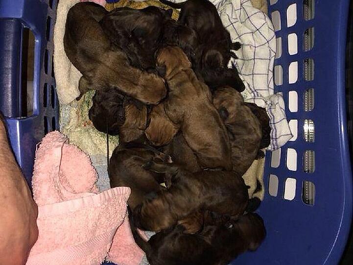 16 Welpen! Tierischer Nachwuchs im Hause Connor?