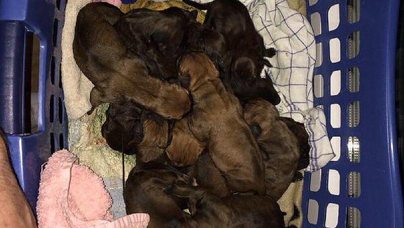 16 Welpen! Tierischer Nachwuchs im Hause Connor? 16 Welpen! Tierischer Nachwuchs im Hause Connor?