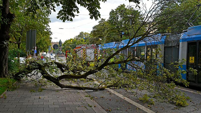 Der Ast fiel am Montag plötzlich auf die Maximilianstraße.