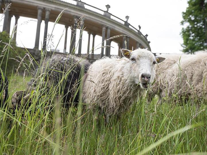 Schafe stehen auf einer Wiese. Foto: Fabian Sommer/dpa/ZB/Symbolbild