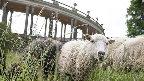 Schafe stehen auf einer Wiese. Foto: Fabian Sommer/dpa/ZB/Symbolbild