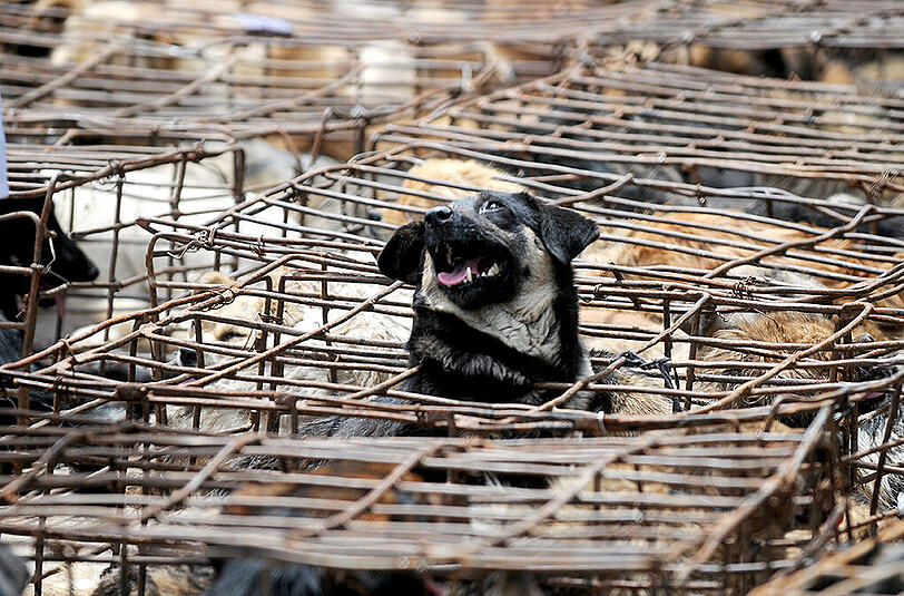 Etwa 10.000 Hunde sollten bei dem zweitägigen Schlachtfest verzehrt werden.