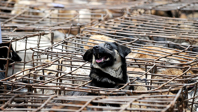 Etwa 10.000 Hunde sollten bei dem zweitägigen Schlachtfest verzehrt werden. Etwa 10.000 Hunde sollten bei dem zweitägigen Schlachtfest verzehrt werden.