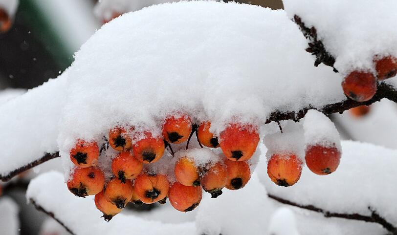 Verschneite Zieräpfel geben einen optischen Vorgeschmack auf den Winter.