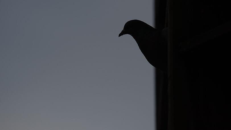 Rund 50 Tauben sollen bei dem Brand ums Leben gekommen sein. (Symbolbild)