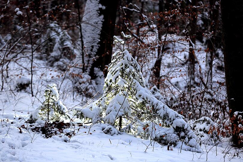Winterzauber II: weiße Pracht im Auwald, von der Sonne in Szene gesetzt.