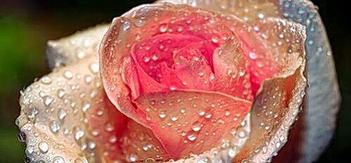 Königin der Blumen: In den Blüten der Rose sind kostbare ätherische Öle und wertvolle Lipide und Wachse enthalten.