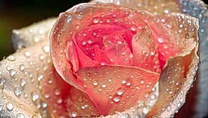 Königin der Blumen: In den Blüten der Rose sind kostbare ätherische Öle und wertvolle Lipide und Wachse enthalten. Königin der Blumen: In den Blüten der Rose sind kostbare ätherische Öle und wertvolle Lipide und Wachse enthalten.