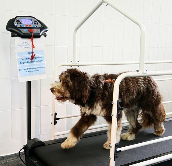 Aussie-Doodle Max darf jetzt endlich auf dem Laufband loslegen. Es macht ihm richtig Spaß, sein kaputtes Knie zu trainieren.