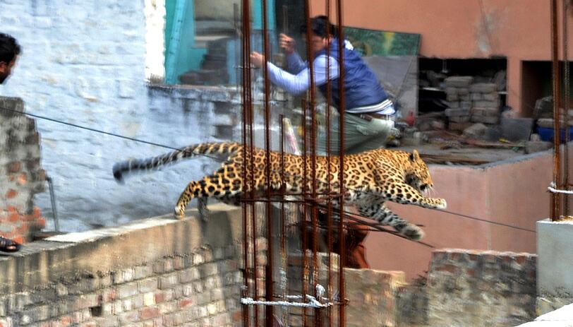 Der Leopard auf der Flucht.