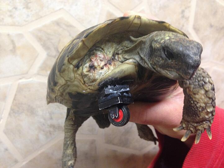 "Schildi" mit der Lego-Prothese: Das Tier wurde schwer verletzt in einem Garten gefunden und in einer Tierklinik in Neuried behandelt.