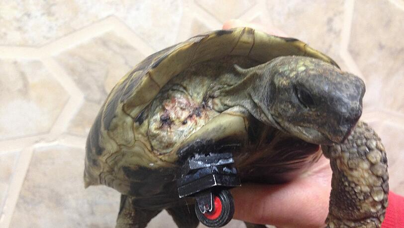 "Schildi" mit der Lego-Prothese: Das Tier wurde schwer verletzt in einem Garten gefunden und in einer Tierklinik in Neuried behandelt. "Schildi" mit der Lego-Prothese: Das Tier wurde schwer verletzt in einem Garten gefunden und in einer Tierklinik in Neuried behandelt.