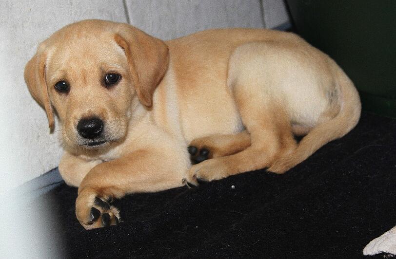 Viel zu jung, um von der Mutter getrennt zu werden: Der Labrador, den die Kripo Erding jetzt beschlagnahmt hat, ist maximal sechs Wochen alt.