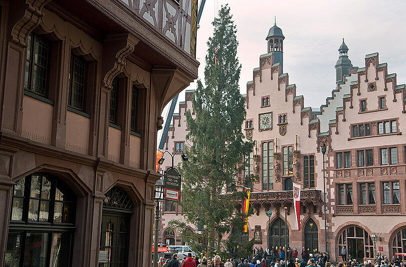 Hoch und schlank: Die Fichte in Frankfurt.