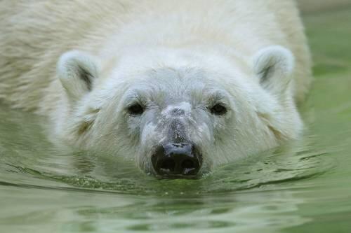 Eisbären im Zoo und in freier Wildbahn. Wir haben die schönsten Bilder der kuscheligen Riesen für Sie zusammengestellt.