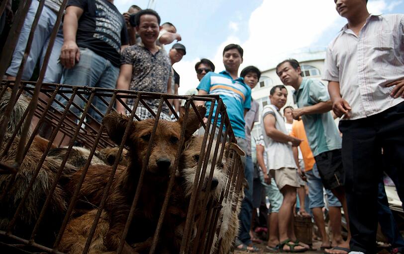 Die gefangenen Hunde in Yulin.
