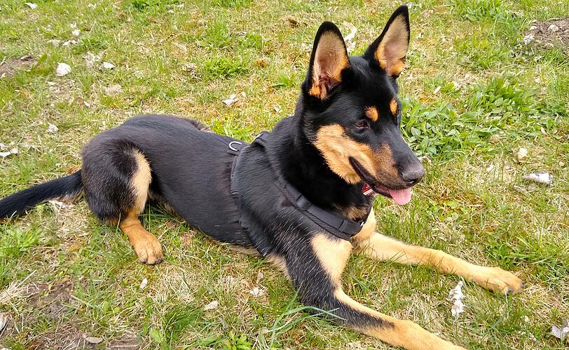 Roxy