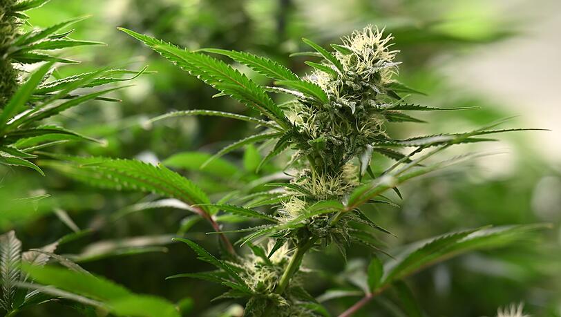Union und SPD haben sich beim Thema Cannabis geeinigt. (Symbolbild)