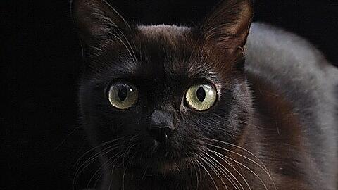 Der Kater überstand die über 700 Kilometer lange Reise unversehrt.