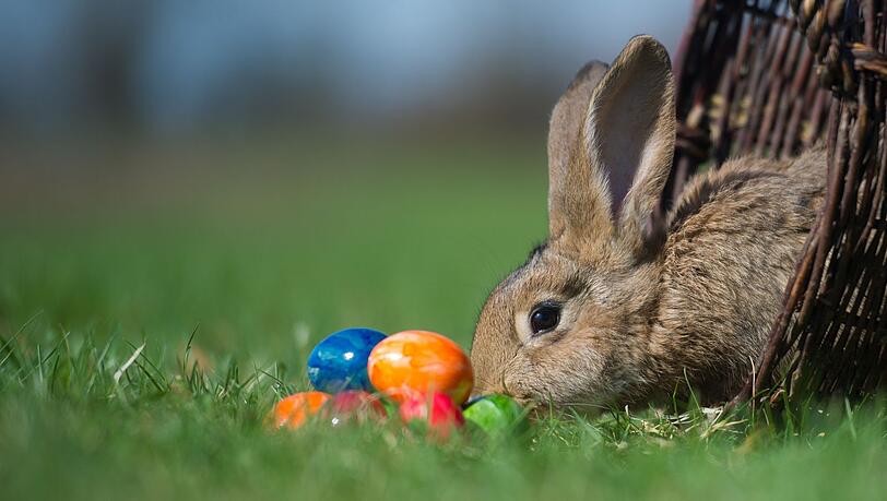 Ein Kaninchen und bunte Ostereier auf einer Wiese. Doch was feiern Christen an Ostern eigentlich?
