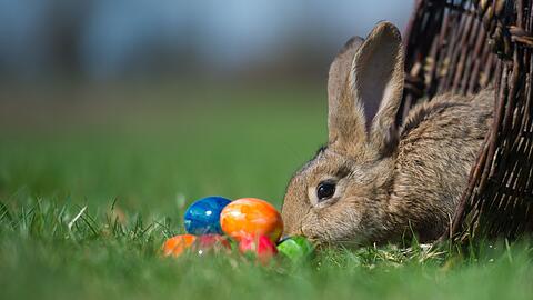 Ein Kaninchen und bunte Ostereier auf einer Wiese. Doch was feiern Christen an Ostern eigentlich?