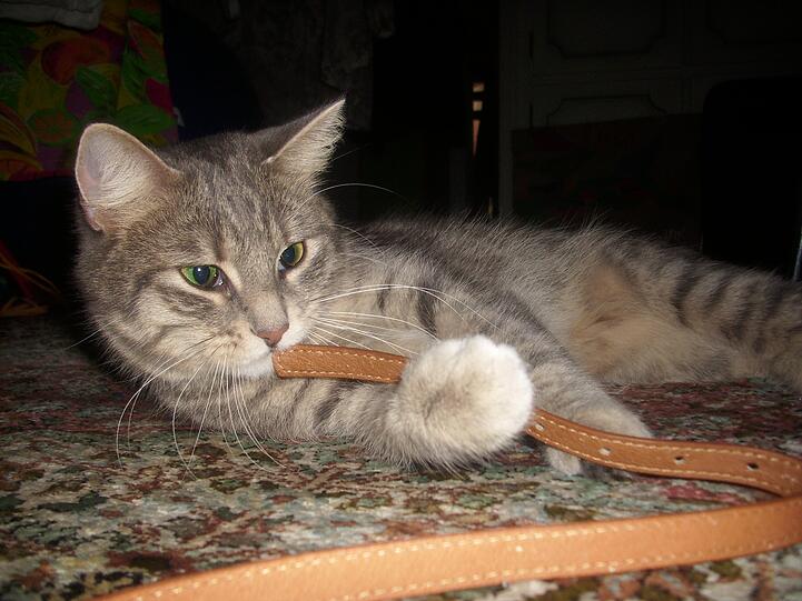 Maxi