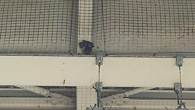 Eine Taube hat sich in einem Abwehrnetz am Hauptbahnhof verfangen und konnte nicht mehr rechtzeitig gerettet werden.