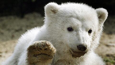 Eisb&auml;r-Baby Knut gr&uuml;&szlig;t 2007 mit erhobener Tatze.