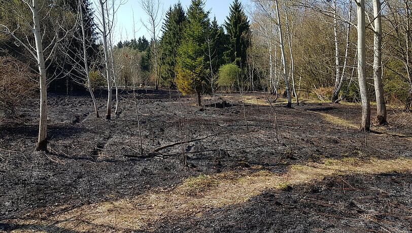 M&auml;rz 2025: Verbrannte Str&auml;ucher stehen auf verkohltem Waldboden. Zahlreiche Feuerwehrleute mussten zu dem Waldbrand im M&uuml;nchner S&uuml;dosten ausr&uuml;cken. Auf einer Fl&auml;che von 300 mal 50 Metern war ein Feuer ausgebrochen.