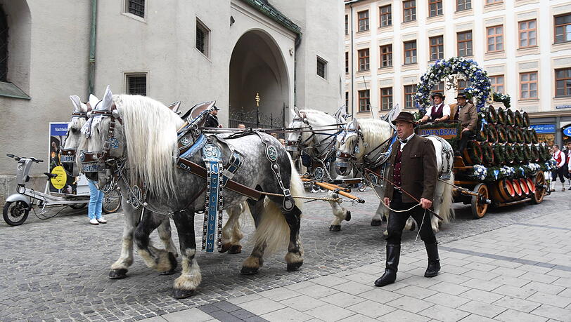 Am Samstag ziehen die Prachtgespanne der Brauereien zum Marienplatz. Am Samstag ziehen die Prachtgespanne der Brauereien zum Marienplatz.