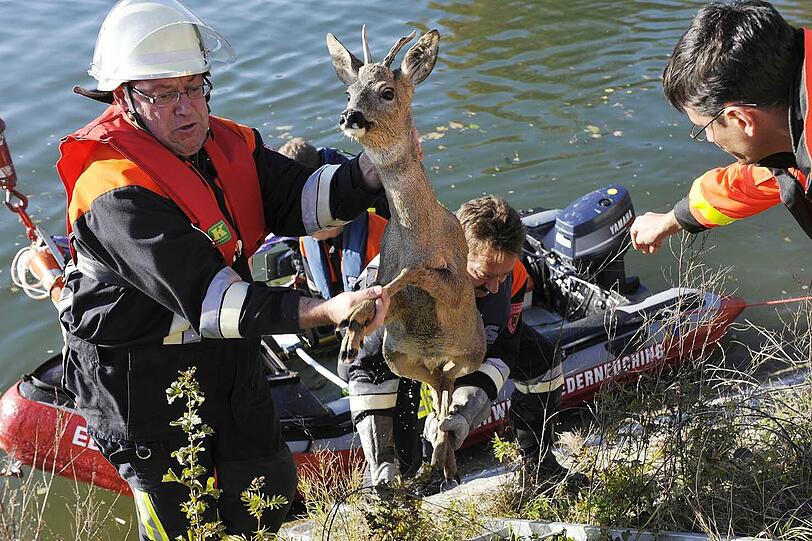 Ein Reh in Seenot - die Feuerwehr retteten das Tier aus dem Mittleren Isarkanal.